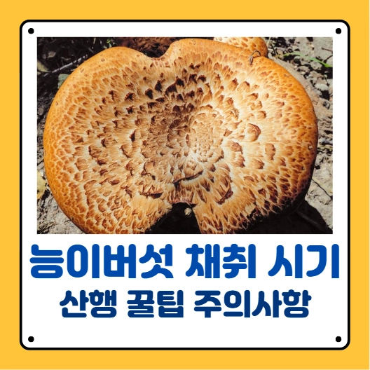 능이버섯