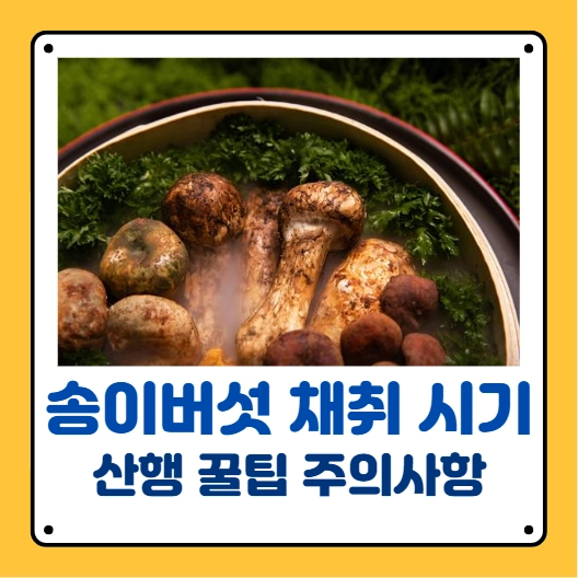 송이버섯 채취시기