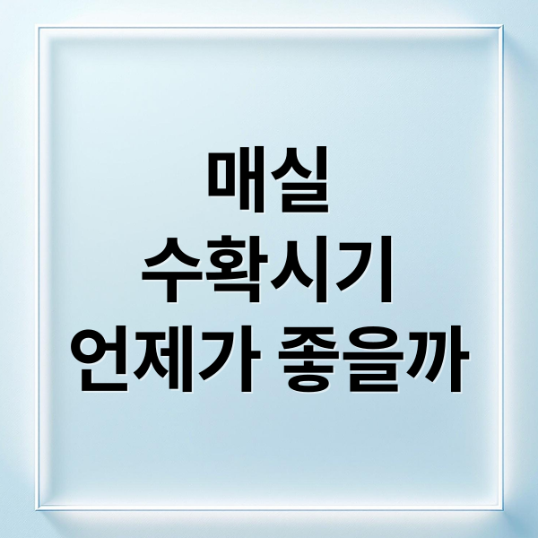 매실 수확시기